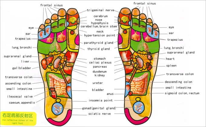 Reflexology Chart For Acne